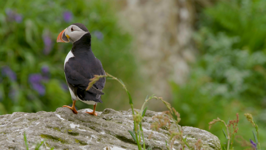 A Puffin on Lungs off Mull.