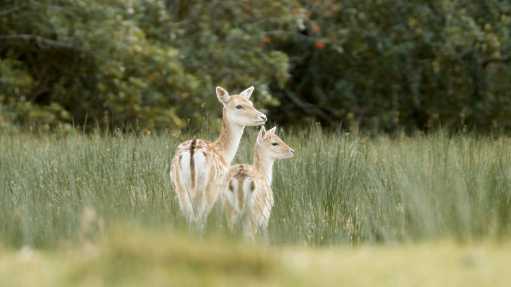 Filming fallow deer on the Isle of Mull