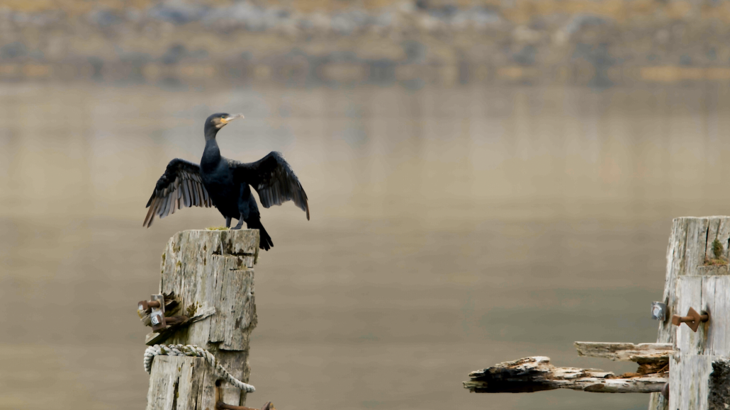 Mindfulness filmmaking in nature